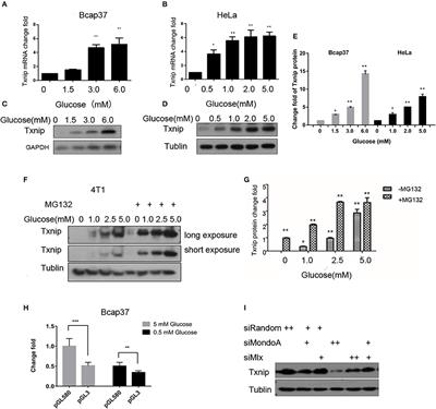 Glucose-6-Phosphate Upregulates Txnip Expression by Interacting With MondoA